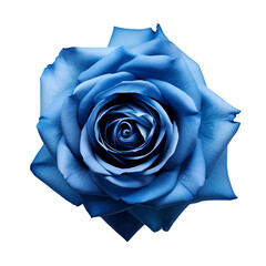 Blue rose isolated on transparent background