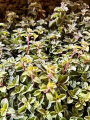 Oregano Plant