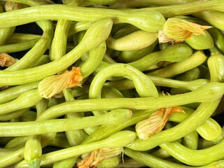 Courgette Trompette with Flower Blossoms