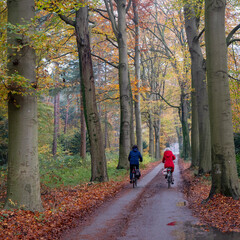 Obraz premium two women on bicycle in fall forest between colorful leaves
