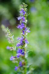 Macro photo of a purple flower (salvia officinalis) Close up of blue flower in the garden. Shallow depth of field.