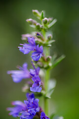 salvia officinalis flowers on a meadow in the summer. Selective focus