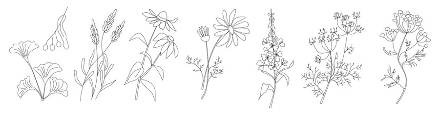 Collection of healing medicinal herbs gingko, linden tree, lavender, echinacea, chamomile, willow herb, fennel, anise in modern line style with abstract shapes on background. Herbal set. - obrazy, fototapety, plakaty
