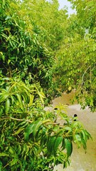 Experience the peaceful beauty of nature: a vibrant celebration of endless greenery. It's a visual treat for those who love the natural world.