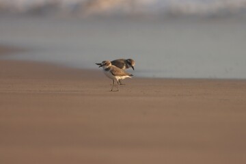 Small brown and white bird on the beach.