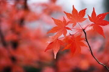 japan maple leaves