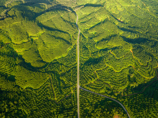 Row of palm tree plantation garden on high mountain in phang nga thailand, Aerial view drone high...