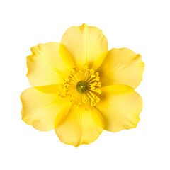 Buttercup isolated on transparent background