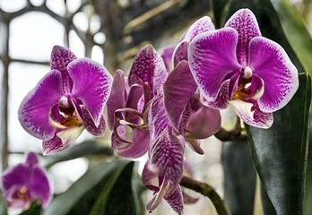 Botanic Brilliance: Kew Gardens' Orchid Conservatory