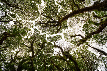 Amazing Bottom view of Giant trees with Huge trunks and Branches at De Djawatan, Benculuk, Banyuwangi,East Java, Indonesia