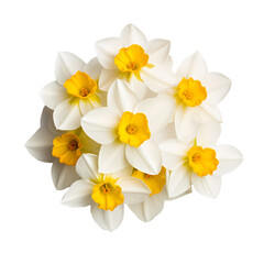 Fototapeta premium Buttercup isolated on transparent background