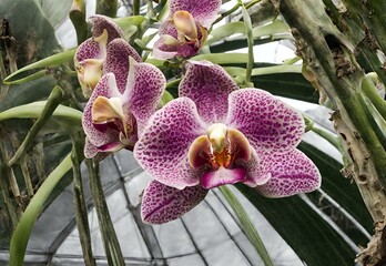 Botanic Brilliance: Kew Gardens' Orchid Conservatory