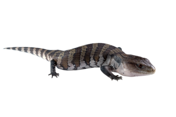 Irian jaya blue tongue skink closeup on isolated background