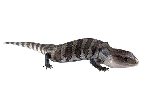 Irian jaya blue tongue skink closeup on isolated background
