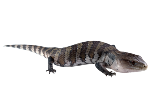 Irian jaya blue tongue skink closeup on isolated background