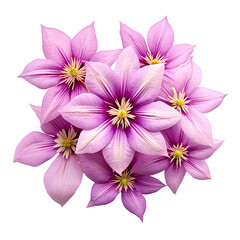 Clematis isolated on transparent background