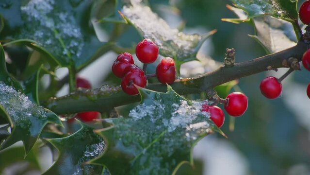 Close-up of red holly berries on branch covered with snow, Christmas scene