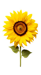 Sunflower isolated on transparent background