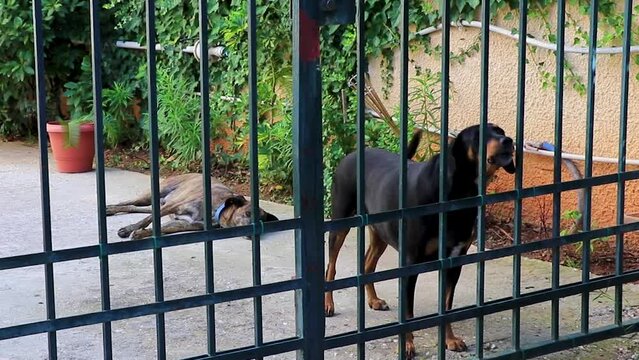Stray dog Dogs behind the fence in Voula Greece.