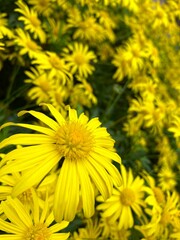 Yellow flowers background