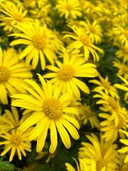 Yellow flowers background