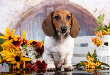 dachshund dog piebald and flowers yellov colors