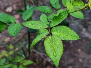 leaves in the garden