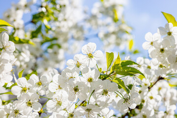 Blooming cherry tree in the city on the background of the cloudless blue sky. Spring seasonal