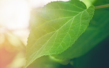 green leaf with sunlight
