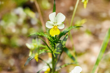 Forest violets are growing in nature. Wildlife, outdoor concept. Beauty blooming, selective focus