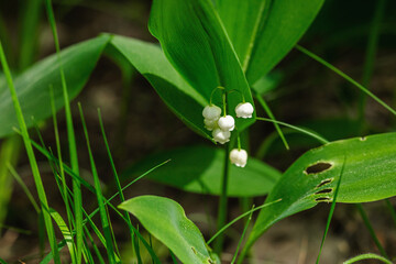 Lily of the valley in nature. Forest, wildlife, outdoor concept. Beauty blooming, selective focus
