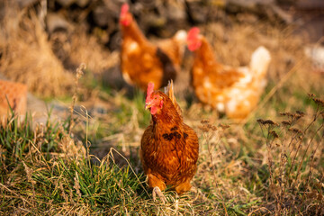 Three chickens foraging in the yard