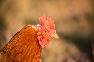 Close up of a range chicken head