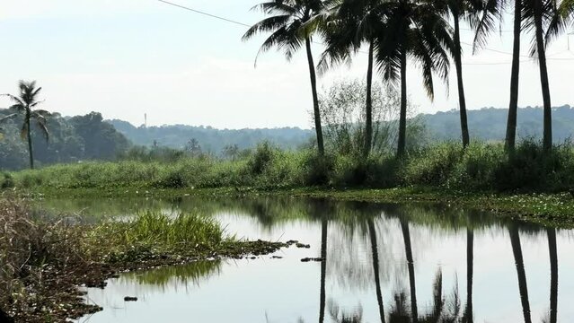 A morning landscape with pond and moss