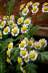Fototapeta premium Fleurs