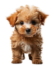 Poodle dog puppy cutout on transparent background. for advertisement. product presentation. banner, poster, card, t shirt, sticker.