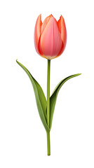 Tulip isolated on transparent background