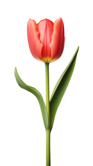 Tulip isolated on transparent background