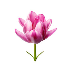 Fototapeta premium Tulip isolated on transparent background