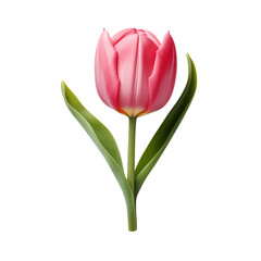 Tulip isolated on transparent background