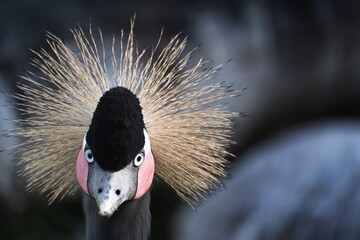 Close up photo of The grey crowned crane (Balearica regulorum). Zoo Dvur Kralove, Czech republic. 