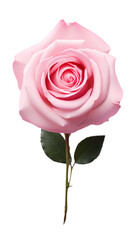 Pink rose isolated on transparent background
