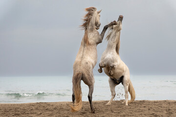 wild horses fight on the seaside beach