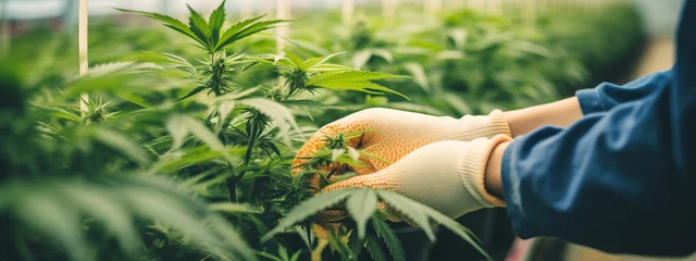 Foto op Aluminium A scientist's hand close-up inspects the pleasant buds on a cannabis plant. Cannabis plantation. © Anna
