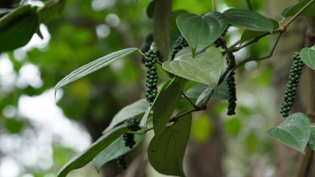 Unripe drupes of Black Pepper (Piper nigrum) , close up view