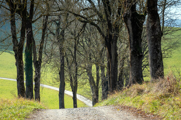 Baumallee in Piber bei Köflach . Tree avenue in Piber near Köflach .  Steiermark . Styria . Österreich . Europe