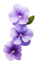 Violet isolated on transparent background