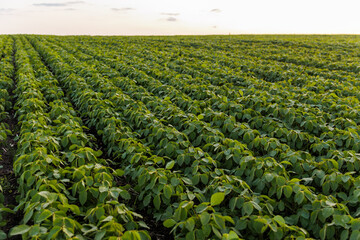 Agriculture. Soybean green plants growing in rows in cultivated field. Organic farming. Agricultural soy vegetable plantation, healthy food. Modern agribusiness. Bio lifestyle farmland - obrazy, fototapety, plakaty