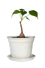 Firmiana Colorata, Sterculia Colorata, Caudicifrom or Caudex Plant growing in plastic pot isolated on white background included clipping path.