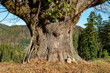Old lime tree .  Natural Monument . Alte Linde . Naturdenkmal